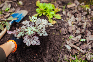 Planting heuchera color dream into soil. Gardener plants coral bells in ground in fall garden. Spring landscaping
