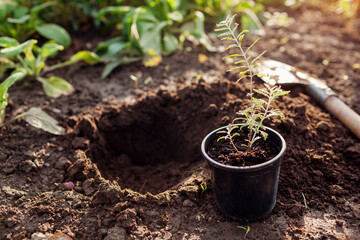 Planting perovskia into soil. Gardener puts small seedling in hole dug out with shovel in fall garden