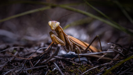 European Mantis or Praying Mantis (Mantis religiosa)
