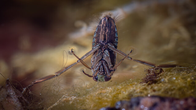Backswimmers - Notonecta glauca - Notonectidae is a cosmopolitan family of aquatic insects in the order Hemiptera