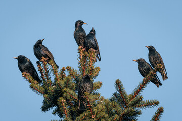 Common Starling - Sturnus vulgaris