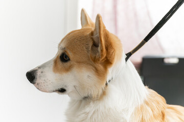 Corgi doggets hair cut at home Pet Spa Grooming Salon. Closeup of Dog. The dog is trimmed and brushed, groomer concept