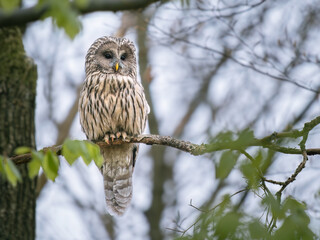 A ural owl (Strix uralensis) resting on the branch
