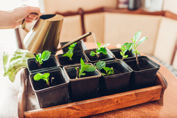 Watering Transplanted Bigleaf Hydrangeas Cuttings