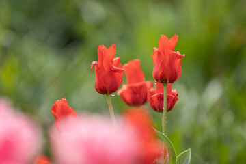 Close-up of red tulips in full bloom with raindrops