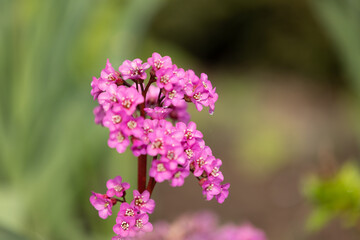 Blossoms of bergenia in vibrant pink colour in front of a green blurred background
