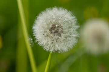 A blowball of dandelion (taraxacum) with blurry background