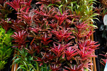 Obraz premium A variety of Bromeliad species in the garden