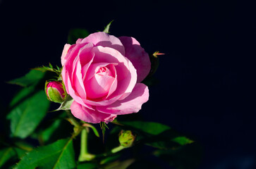 Pink dwarf roses in the garden vintage color, Pink roses, selective focus