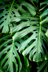 Fototapeta na wymiar Jungle wall background. Green tropical palm leaves with monstera foliage forest. 