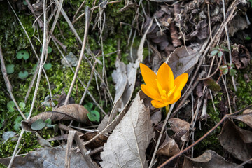 A closeup of beautiful yellow spring flower (Crocus flavus) in the early spring