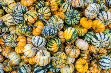 Small round striped eatable pumpkin ornamental gourds for sale during October thanksgiving Halloween for sale, high angle view