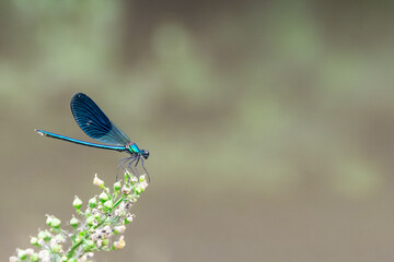 Dragonfly on a leaf