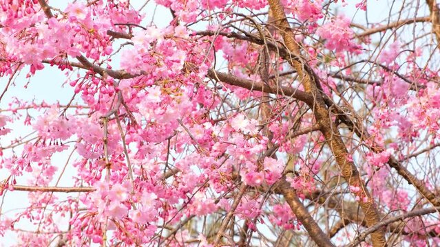 日本、桜、京都、嵐山、春の風景、日本の国花