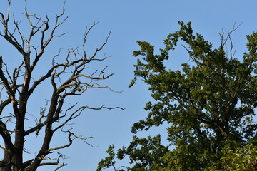 dead oaks