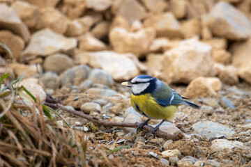 Blaumeise (Cyanistes caeruleus) frißt auf dem Boden