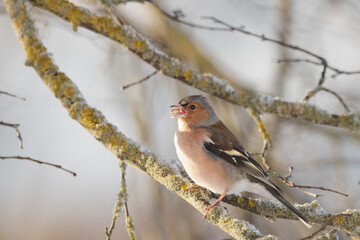Männliche Buchfink (Fringilla coelebs) auf einem Ast