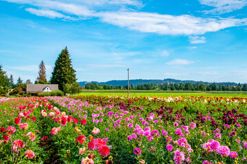 Colorful Field of Dahlia Flowers in Countryside at Swan Island Dahlia Farm in Rural Canby, OR During Dahlia Festival