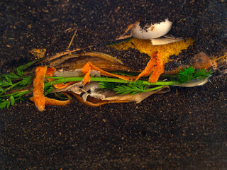 organic compost - biodegradable kitchen waste and soil