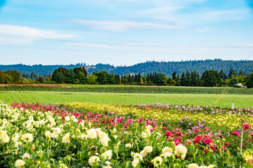 Colorful Field of Dahlia Flowers in Countryside at Swan Island Dahlia Farm in Rural Canby, OR During Dahlia Festival
