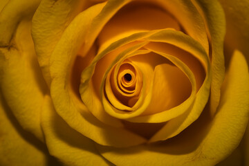 Obraz na płótnie Canvas yellow rose macro