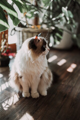 ragdoll cat sitting and lookint to a right side