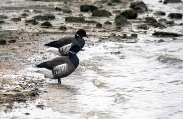 Brant's geese checking the waves at Bolsa Chica ecological reserve