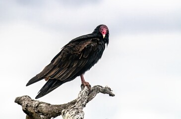Stunning turkey vulture up close and staring deeply into the camera with white background for stark contrast