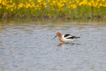 Beautiful American Avocet foraging over a shallow pond against a backdrop of yellow wildflowers in Spring