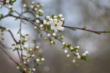 Prunus spinosa blackthorn flowers in bloom, small white flowering sloe tree branches