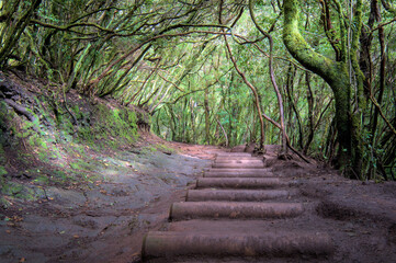 Beautiful green enchanted forest. Ancient woods. Magical teal rain forest. 