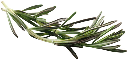 Fresh organic rosemary