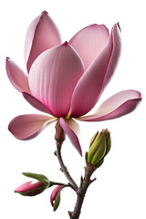 isolated purple, pink, red magnolia flower photo, spring, illustration, transparent background, png, horizontal, vertical, springtime, floral, generative ai
