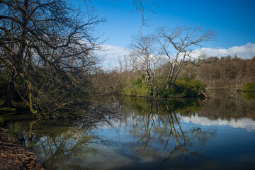 Obraz premium lake in the forest