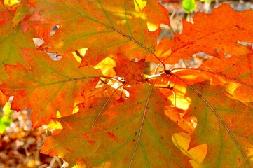 Kaleidoscope of Orange Leaf Color