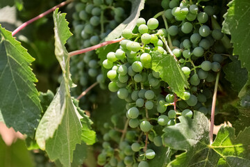 Bunches of green grapes in vineyard, closeup
