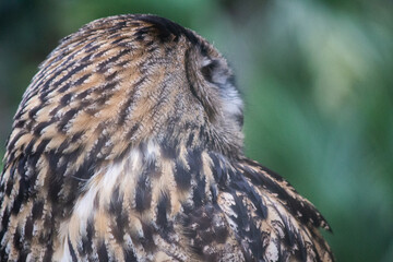 Close up of eurasian eagle owl