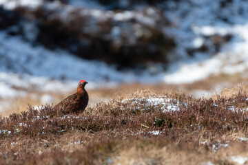 Male red grouse (Lagopus lagopus scotica) on a hillside with snow in the background, Perthshire, Scotland