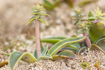Lanceleaf Liveforever Succulent in the Santa Monica Mountains
