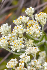 Rabbit Tobacco in the Santa Monica Mountains