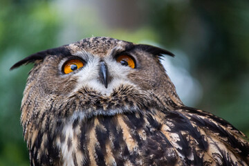 Close up of eurasian eagle owl