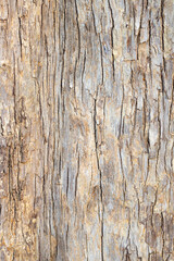 Thai bungor tree (Lagerstroemia loudonii Teijsm and Binn) Bark of the tree trunk