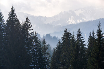 Forested mountain slopes and mountain ranges with snow and low lying valley fog with silhouettes of evergreen conifers shrouded in mist. Snowy winter landscape in Alps, Allgau, Gunzesried, Bavaria. - 579152592