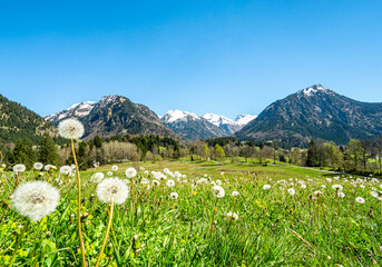 Beautiful flower meadow and snow capped mountains. Oberstdorf, Bavaria, Alps, Allgau, Germany. - 579152754