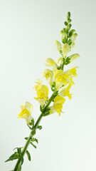 Antirrhinum flowers commonly known as dragon flowers, snapdragon, dog flower and in Brazil is called boca-de leao translated to lion's mouth. Isolated from background.
