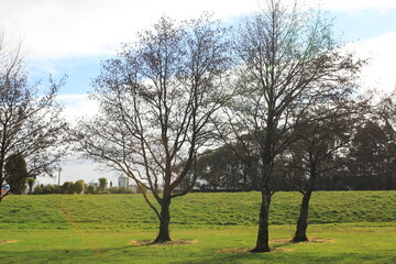 Peaceful Beautiful Trees in a park in New Zealand
