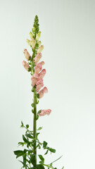 Antirrhinum flowers commonly known as dragon flowers, snapdragon, dog flower and in Brazil is called boca-de leao translated to lion's mouth. Isolated from background.