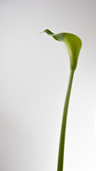 Zantedeschia green bud, also called arum lily, calla and calla lily isolated from background.