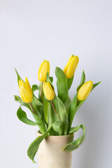 yellow tulips in a clay vase on a white background, copy space