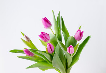 bouquet of pink tulips on a white background, copied space